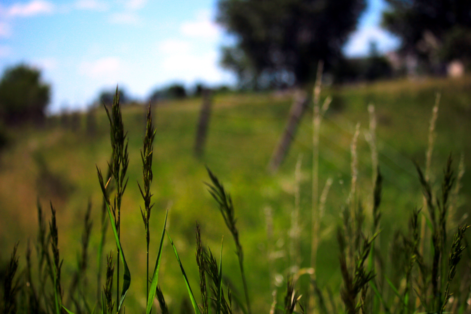 Blades of grass in focus, with the fence blurred