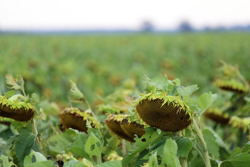 Sunflowers