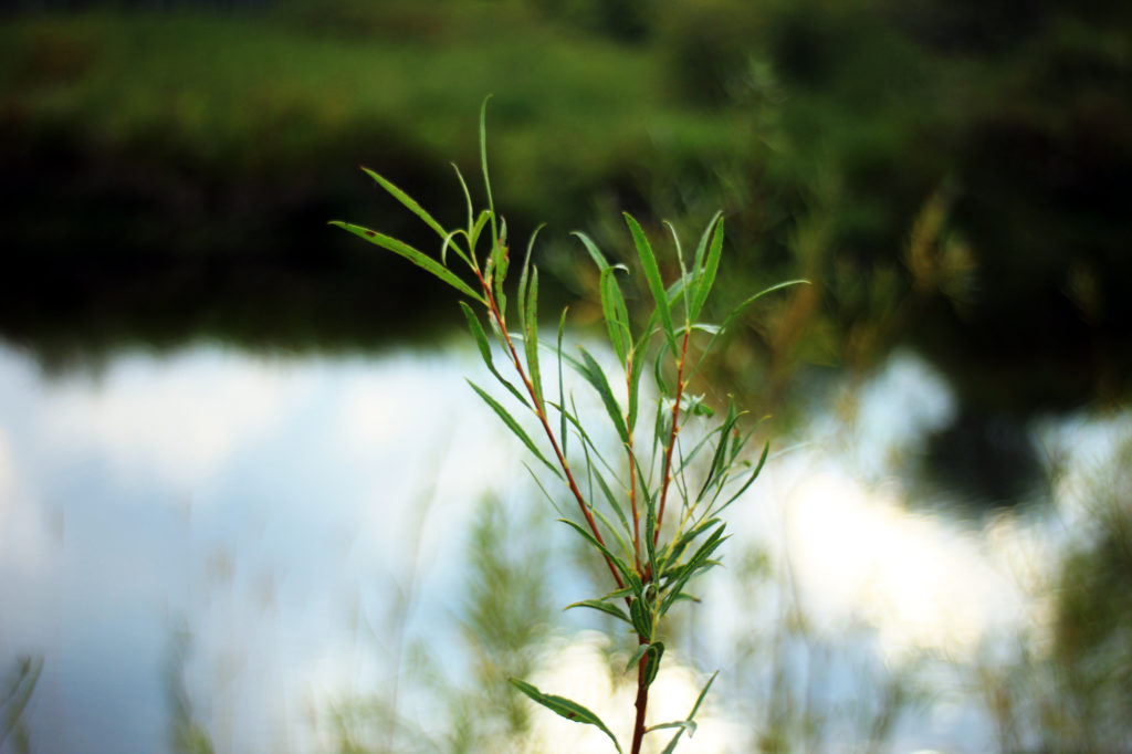Young sapling at the edge of the rivere