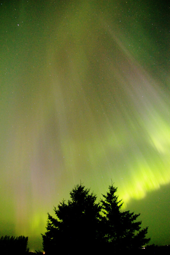 Aurora borealis above evergreens