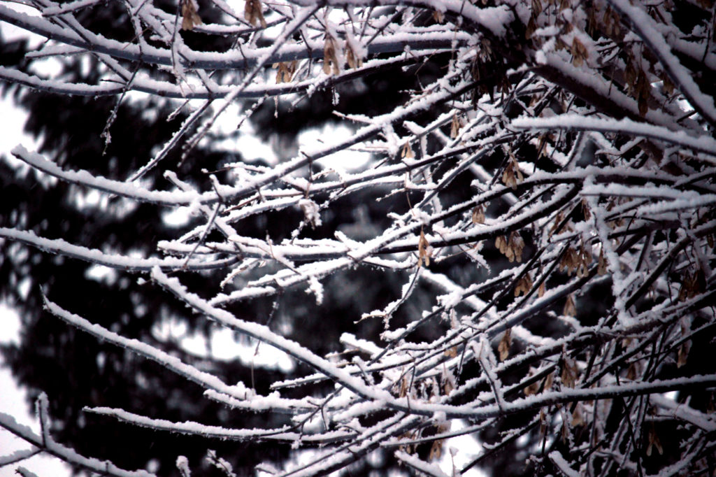 Tree branches covered in snow