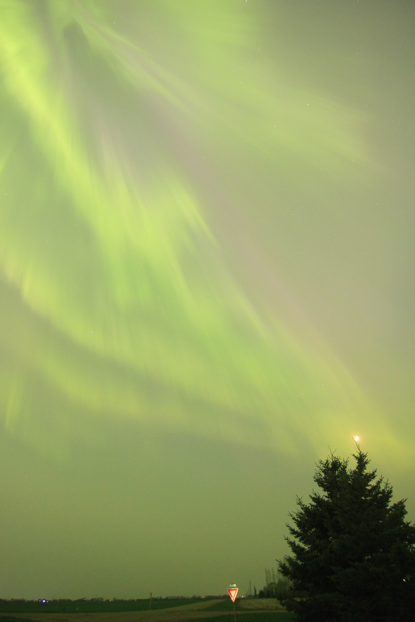 Brilliant green and purple aurora next to the moon, above a pine