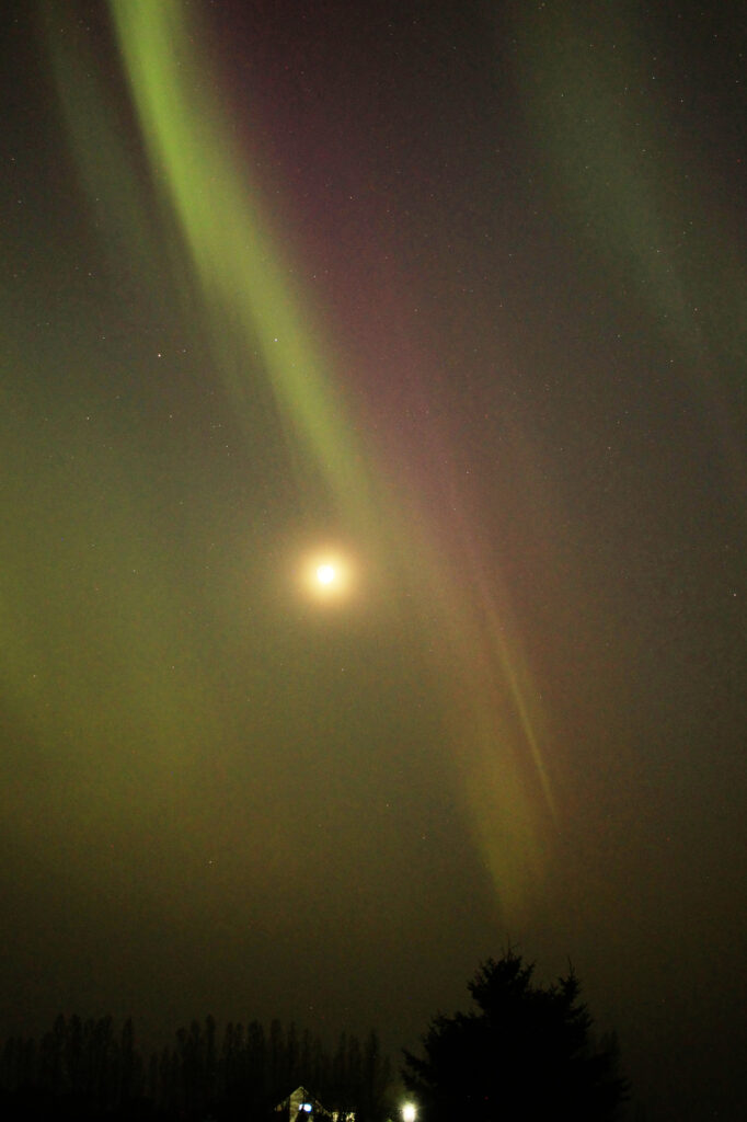 Green and purple aurora next to the moon, above a pine