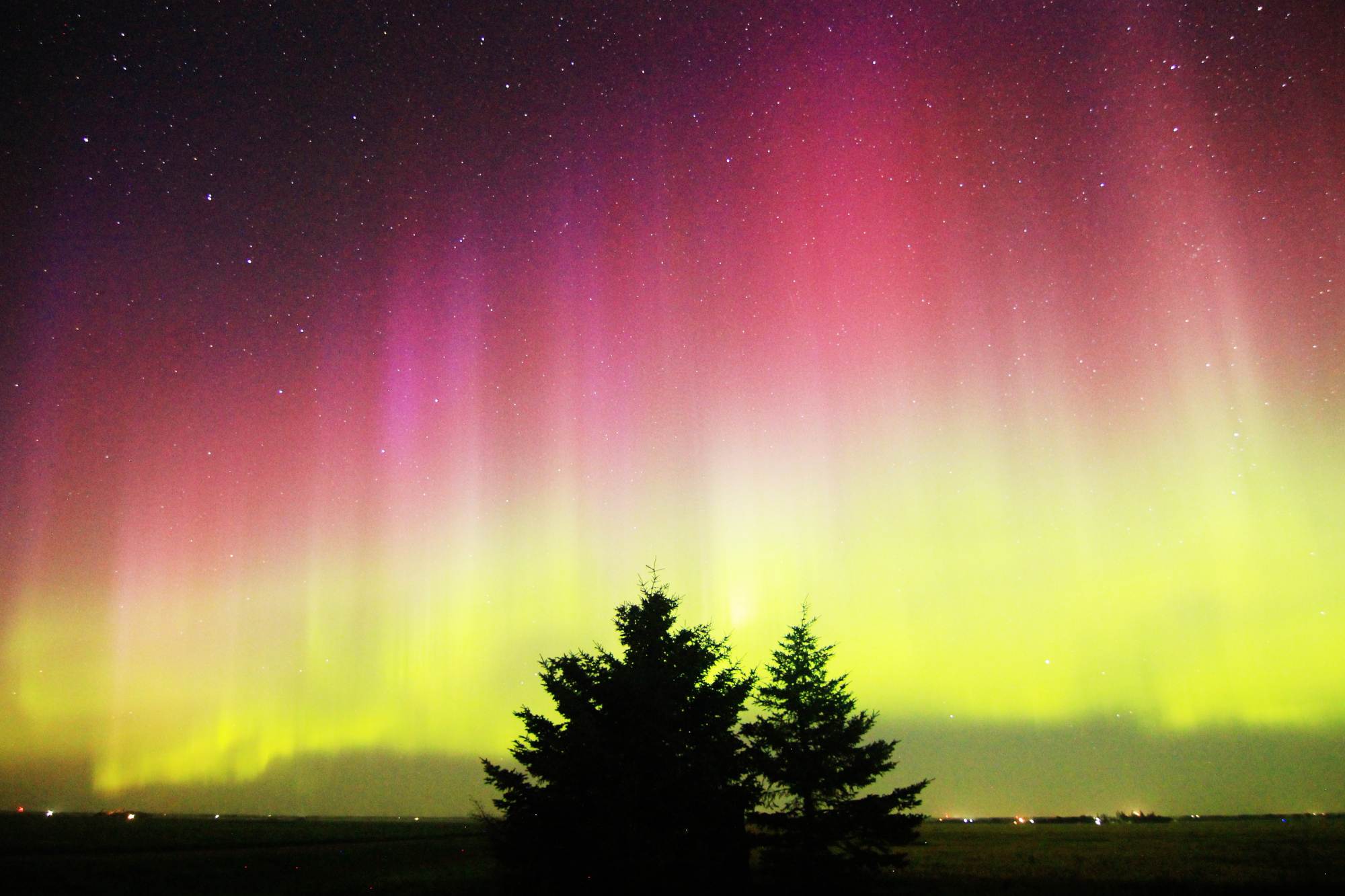 Aurora Borealis: vivid purple pillars above a green band, with two pines in the foreground