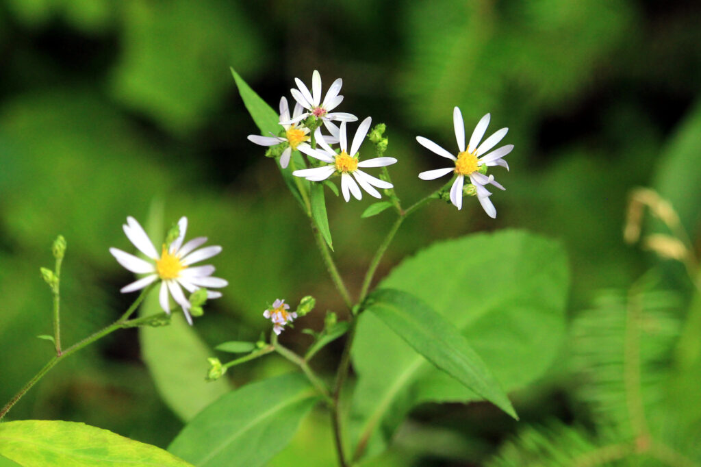 Small white daisies