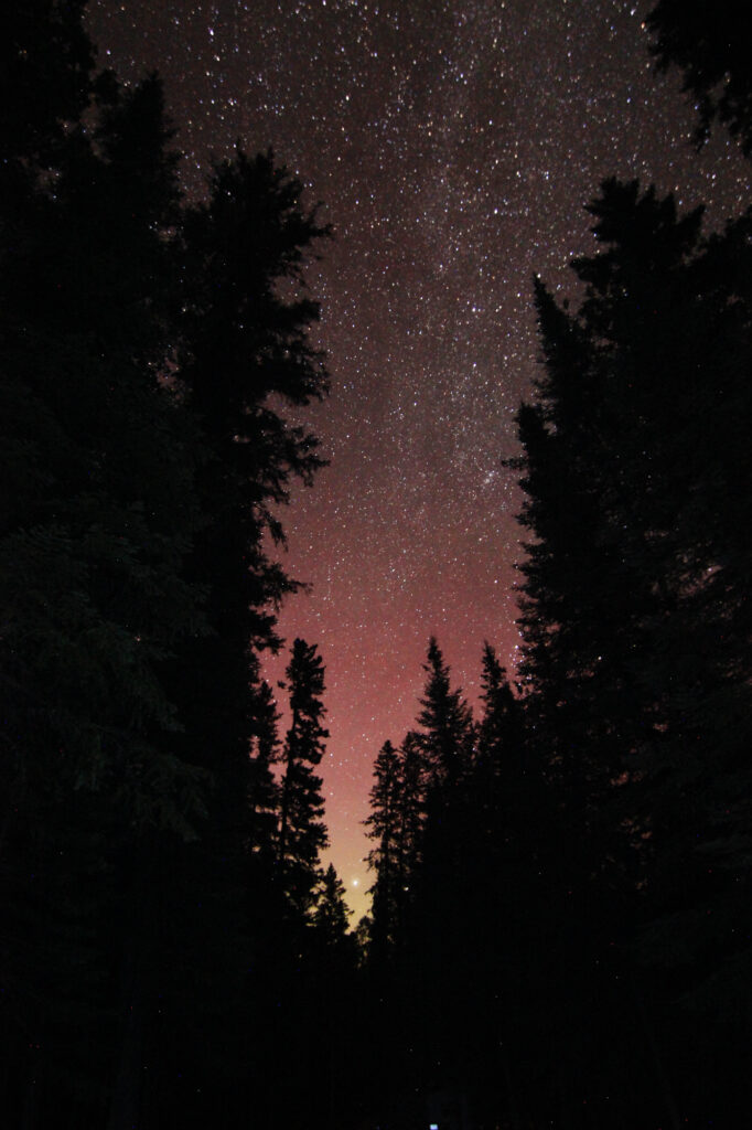Stars above pine trees