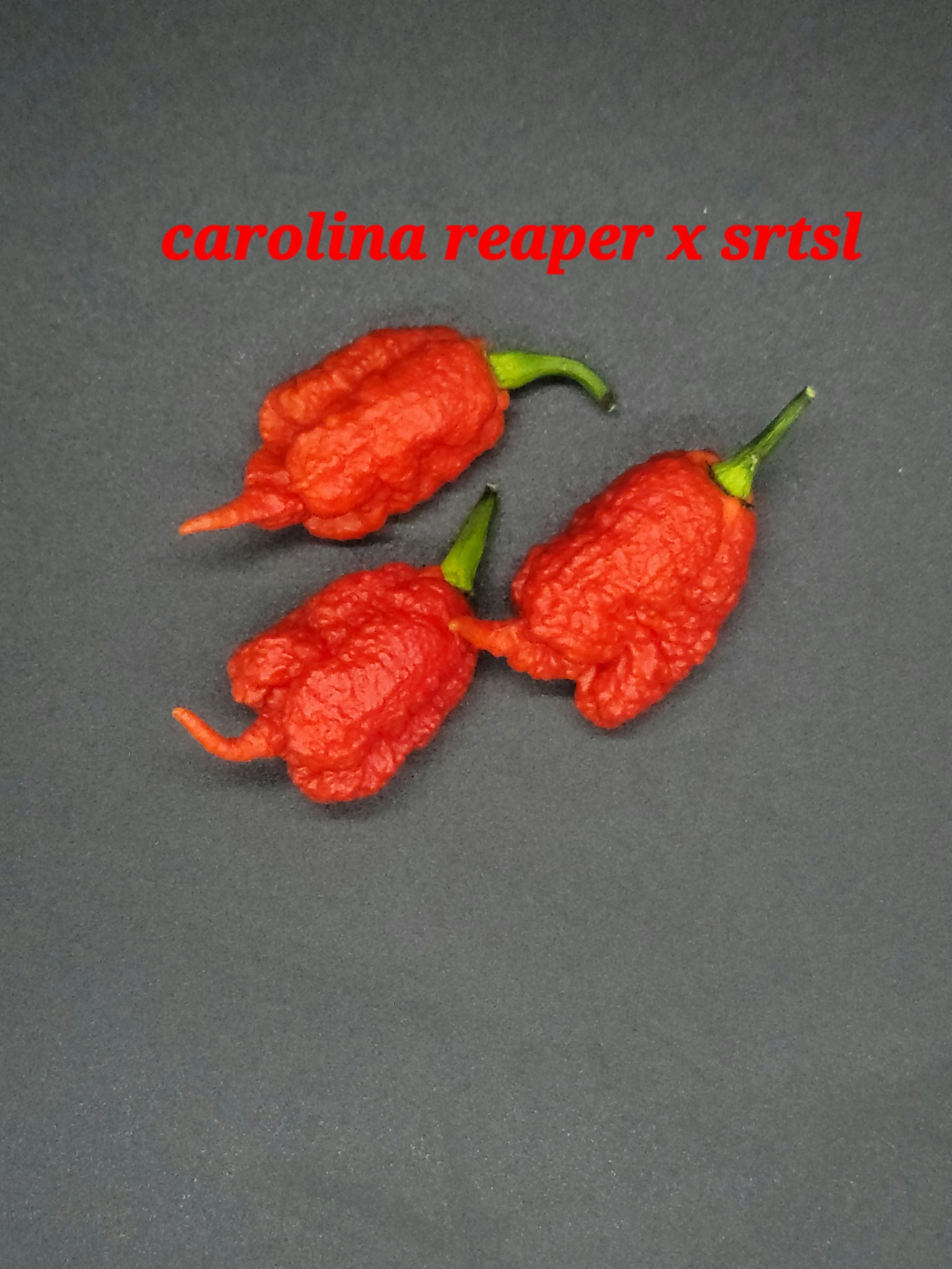 Carolina Reaper x SRTSL Patrick's Pepper Patch