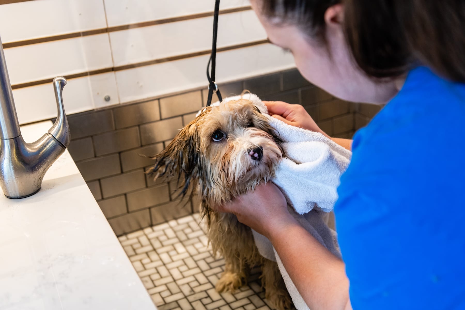 Grooming 2.0 Patrick's Pet Care