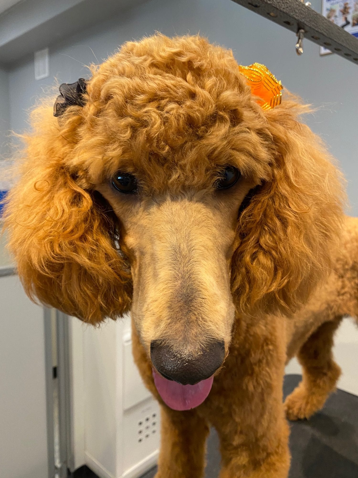 Fear Free Certified Grooming Patrick's Pet Care