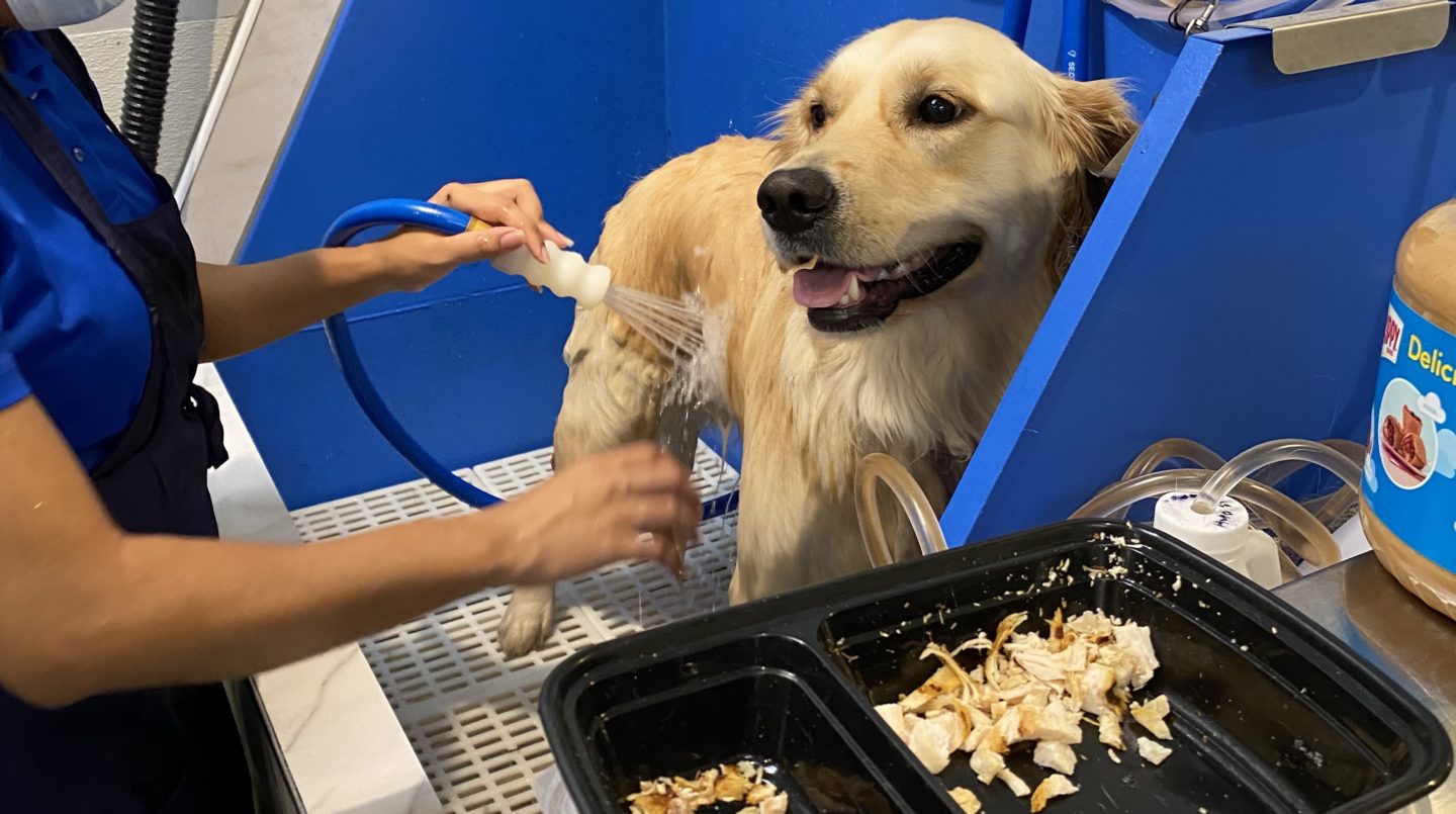 The Ins and Outs of Fear Free Grooming Patrick's Pet Care