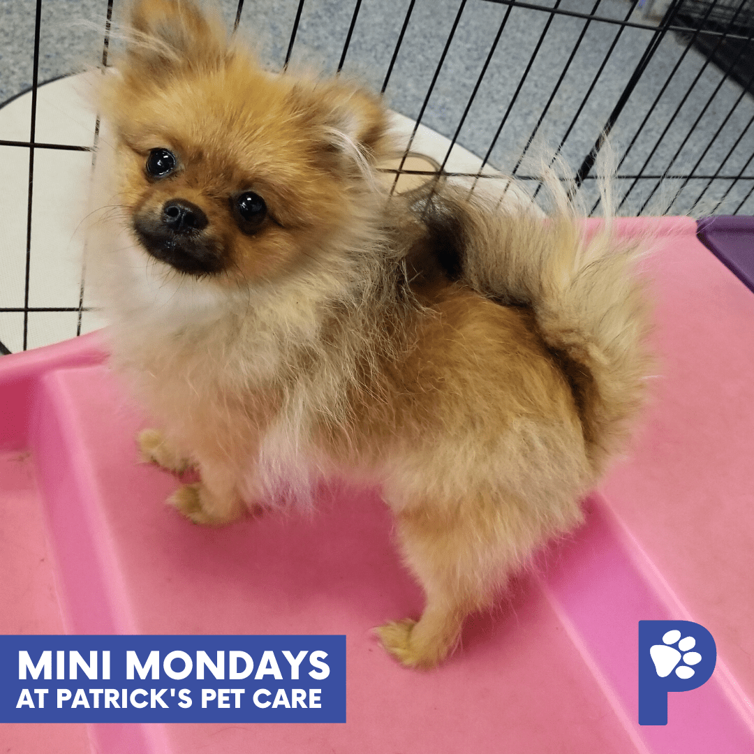 Mini Dog Days Patrick's Pet Care