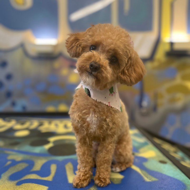 Mini Dog Days Patrick's Pet Care