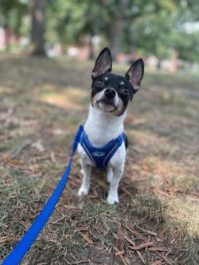 Training Walks Patrick's Pet Care