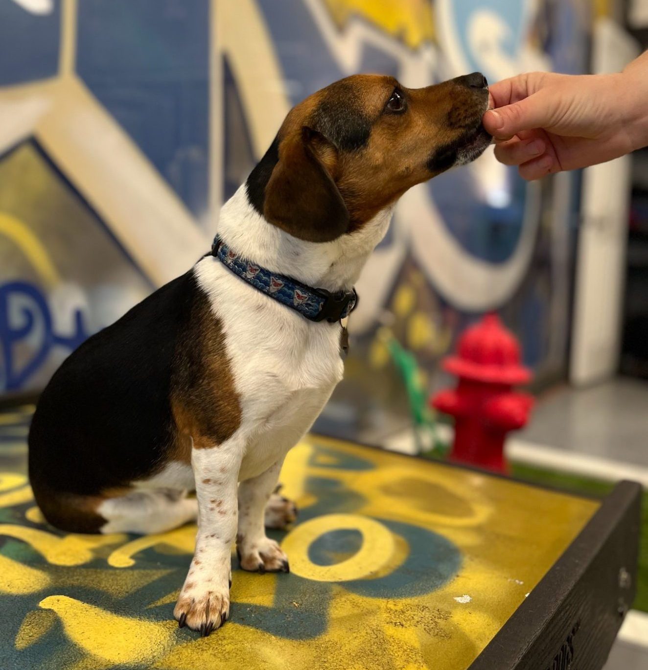 Dog Training Patrick's Pet Care