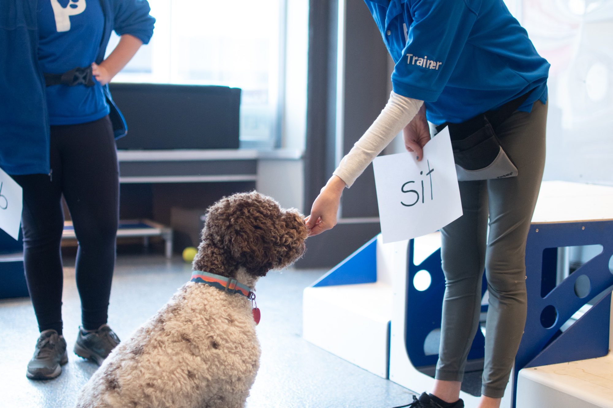 Dog Training Patrick's Pet Care