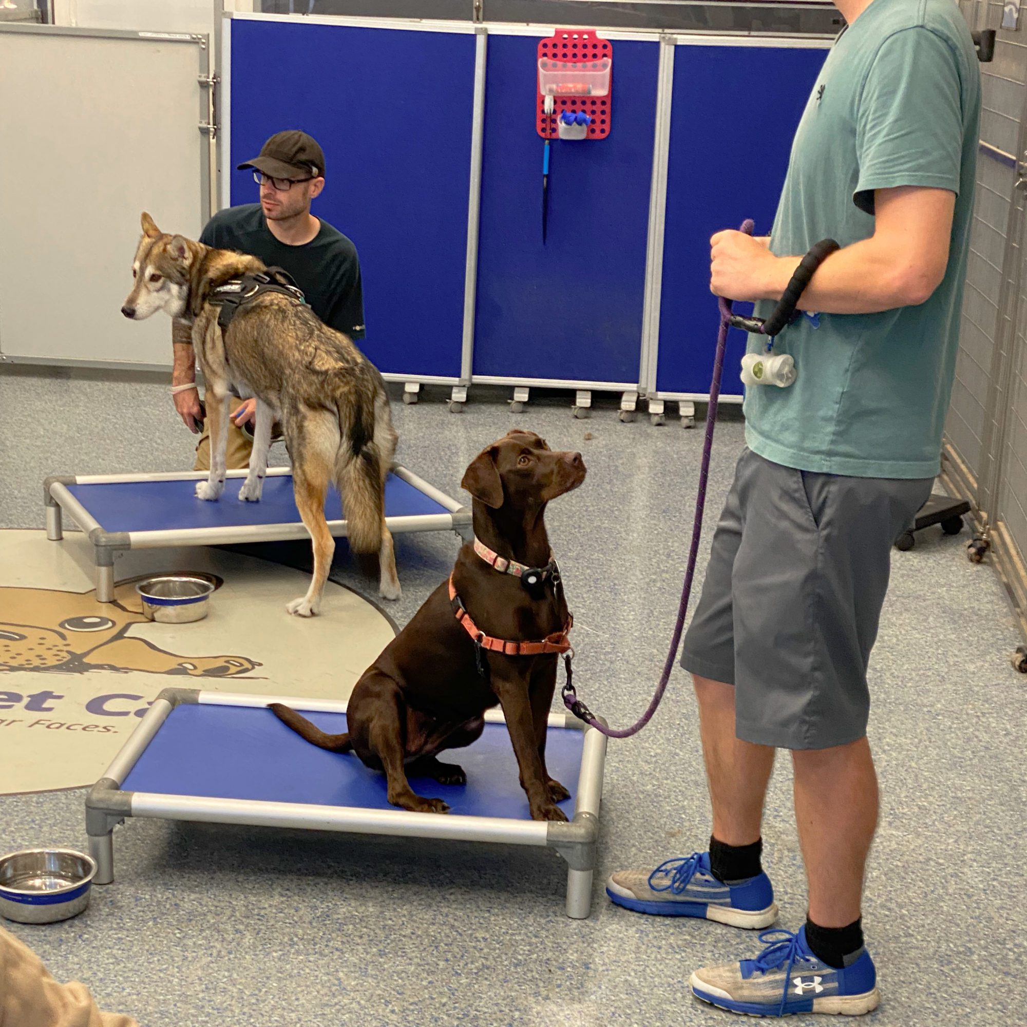 Small Group Classes Patrick's Pet Care