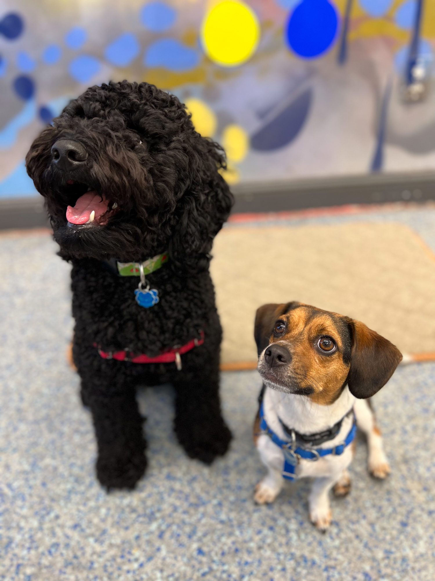 Drop and Train Patrick's Pet Care