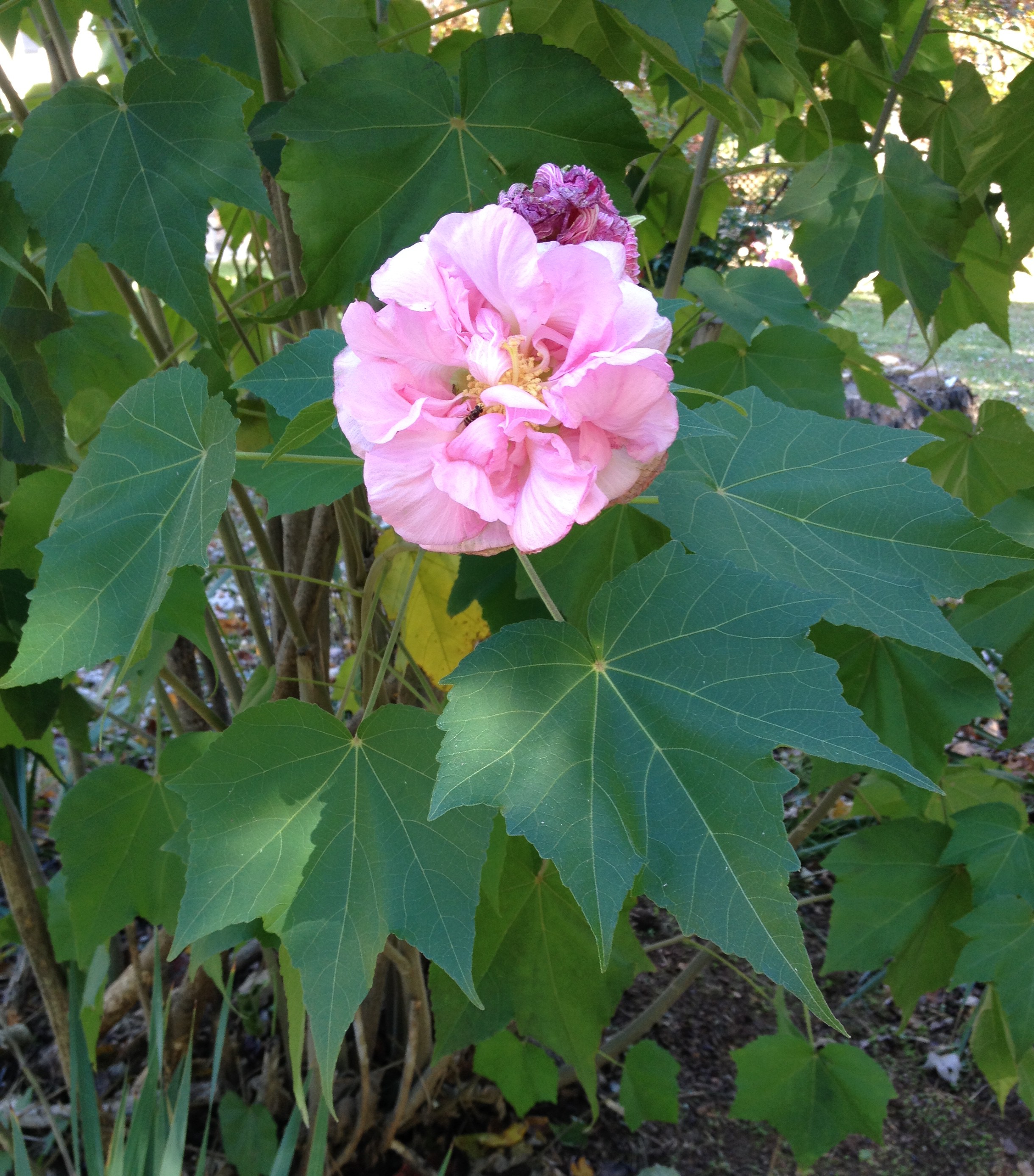 Hibiscus mutabilis Back 2 the Garden