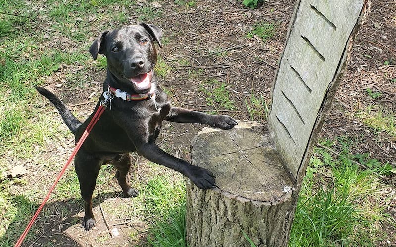 Should Patterdale Terriers have their tail docked