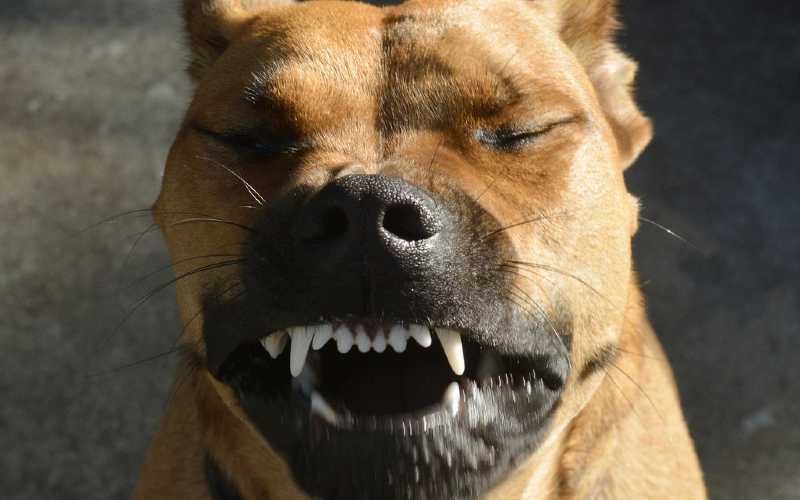 Why does my dog keep sneezing? Patterdale Terriers