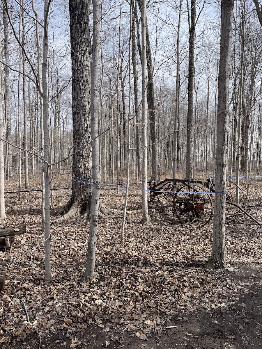 Boiling Down the Basics of Making Maple Syrup Pattern Energy Canada