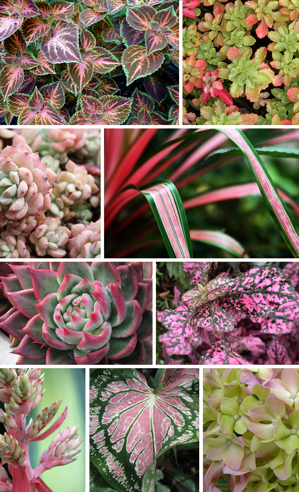 Found Color Palette Pink and Green Plants Pattern Observer