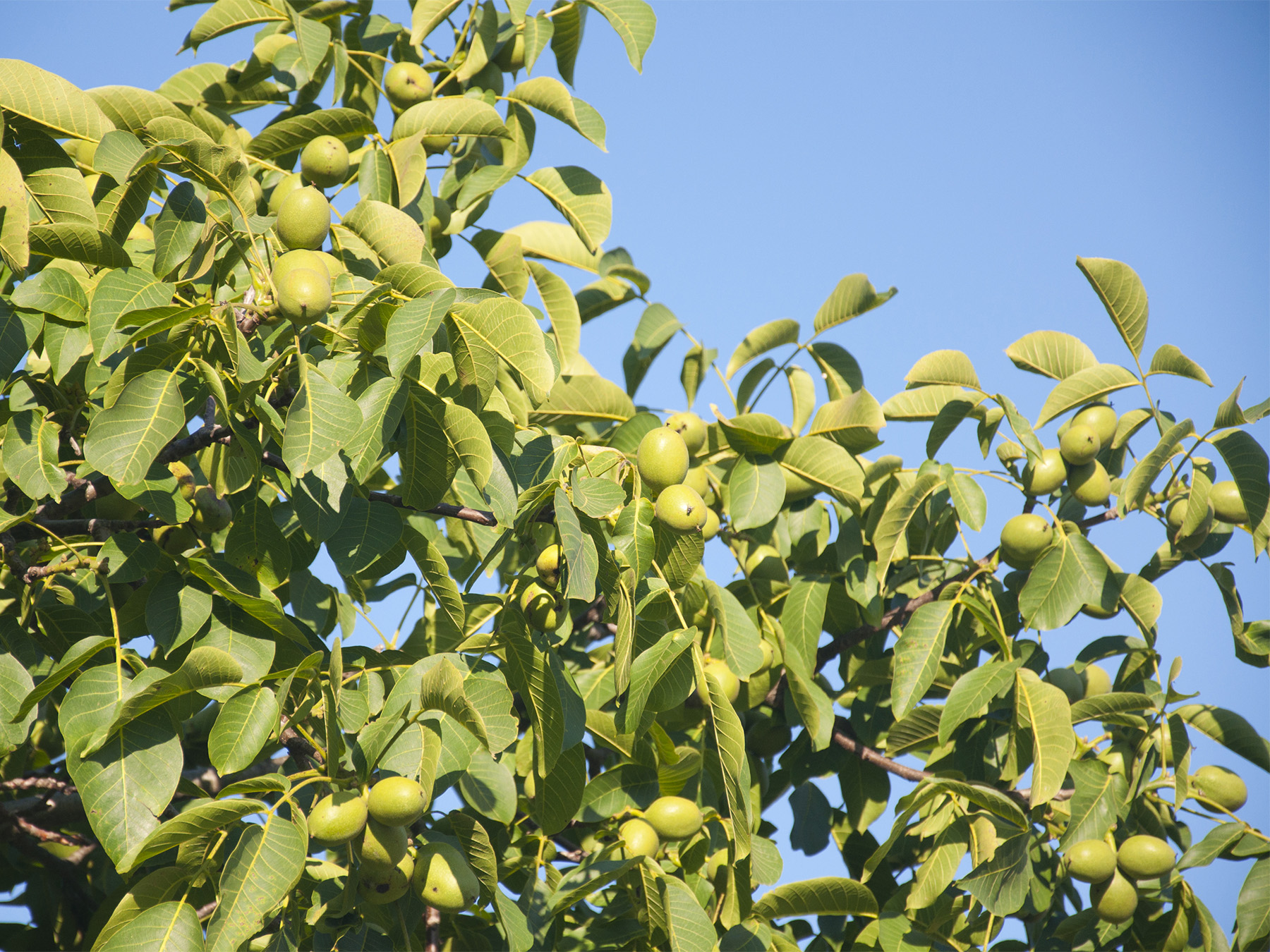 Grower Patterson Nut Co.