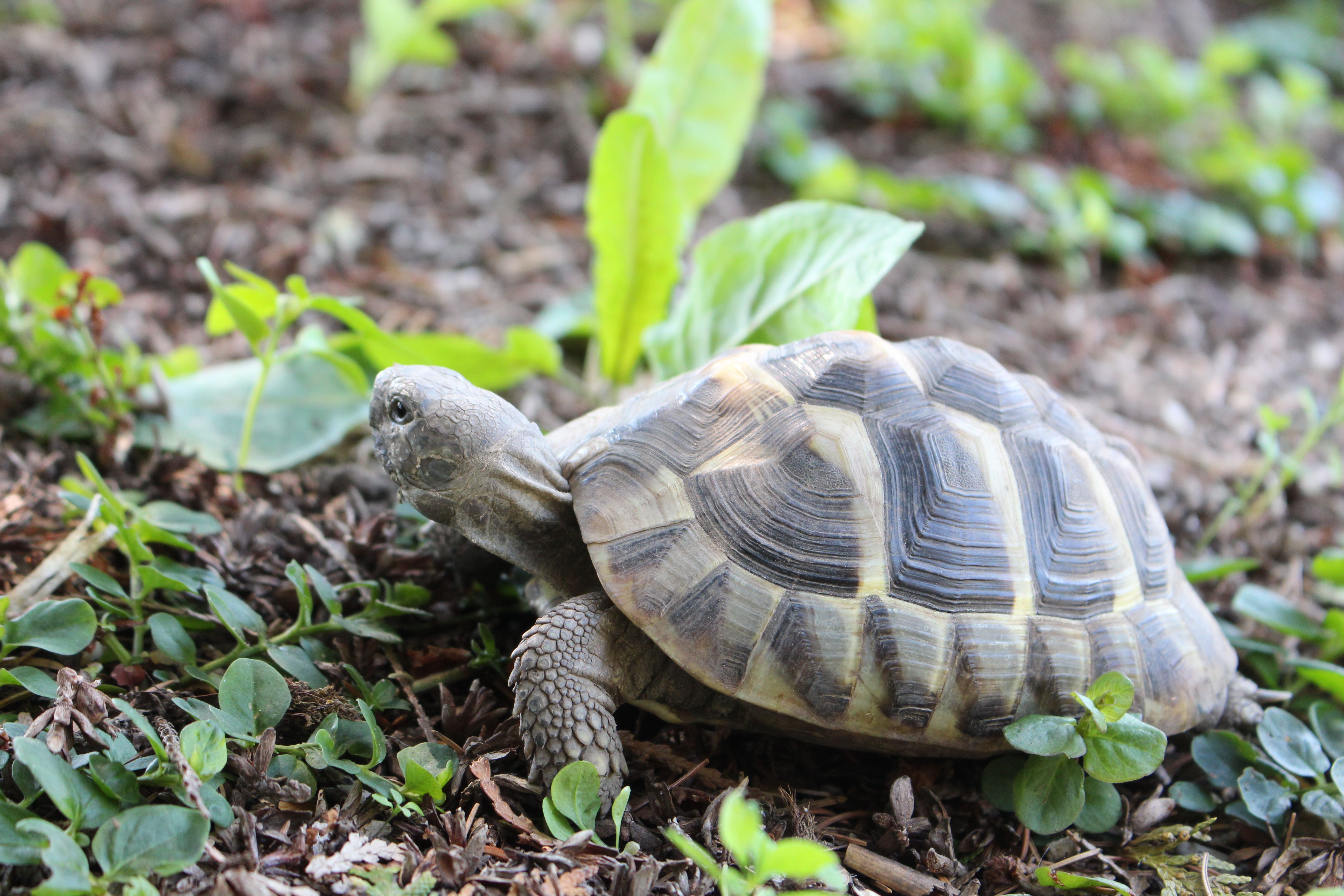 07) Schildkröten hören auf ihren Namen Patty Sue DIE