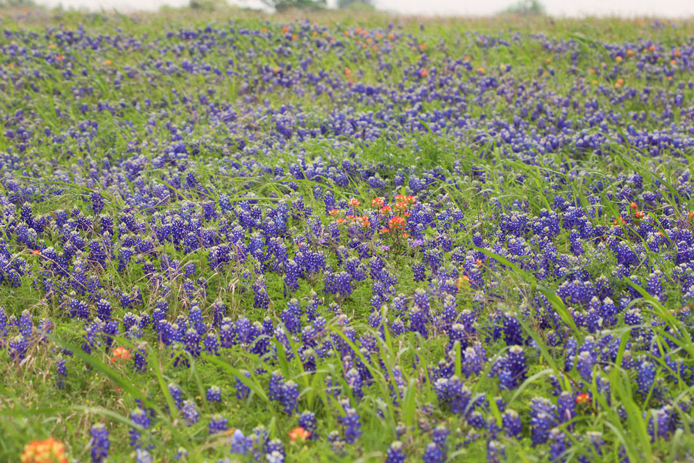 Brenham, TX For love of photos