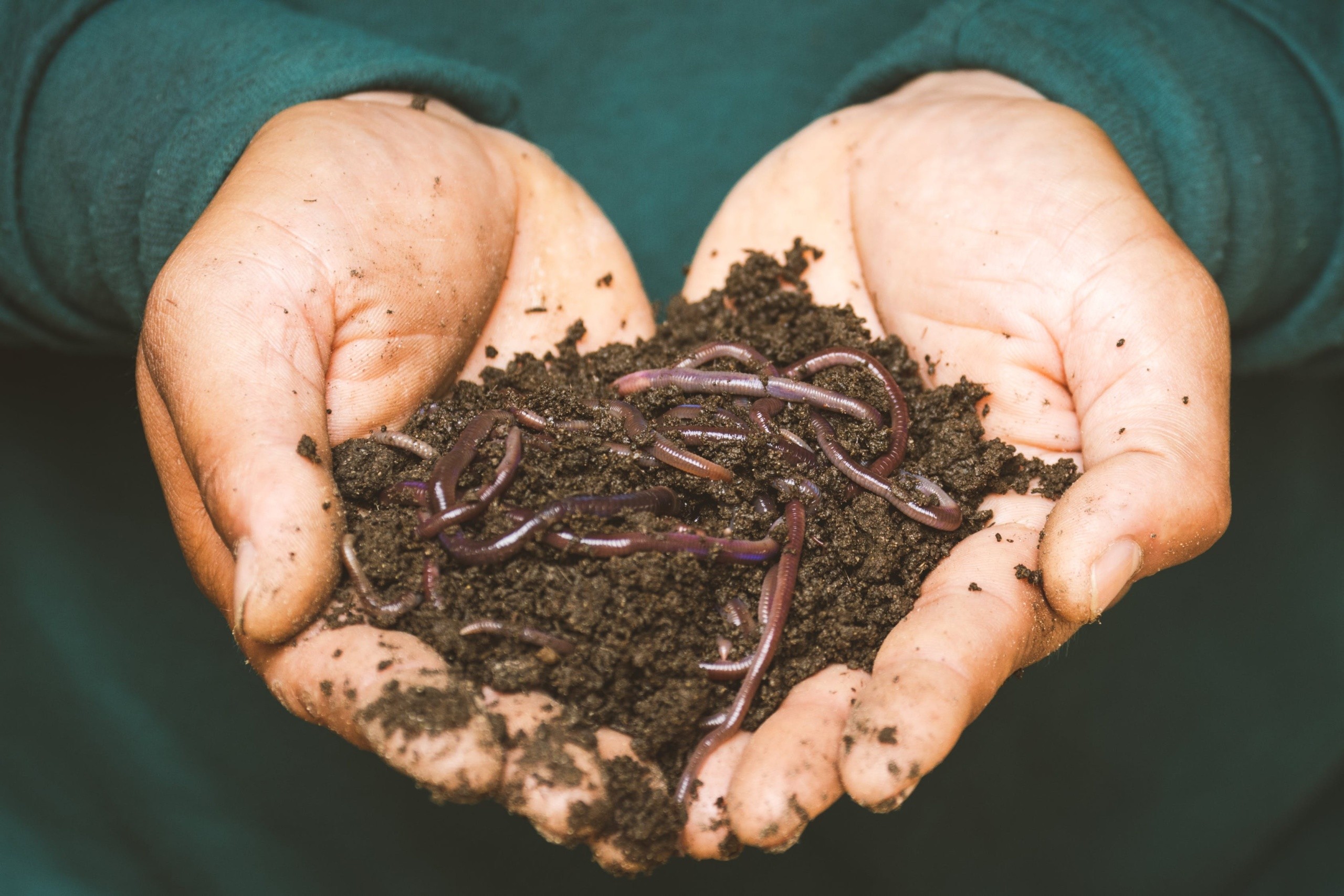 Hands holding soil with worms.
