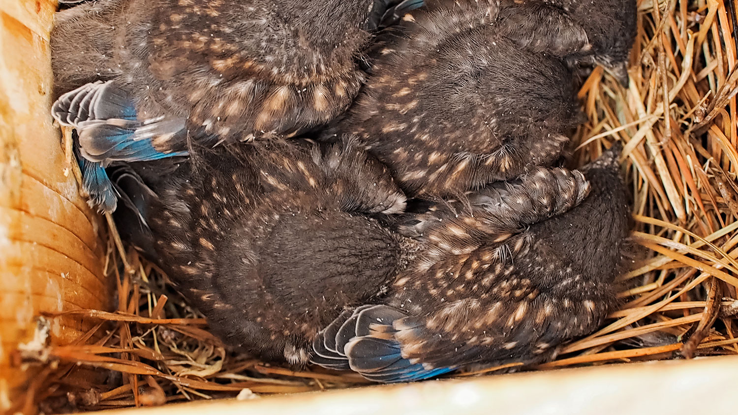 How to help Bluebirds & keep baby birds warm in a late cold spell.