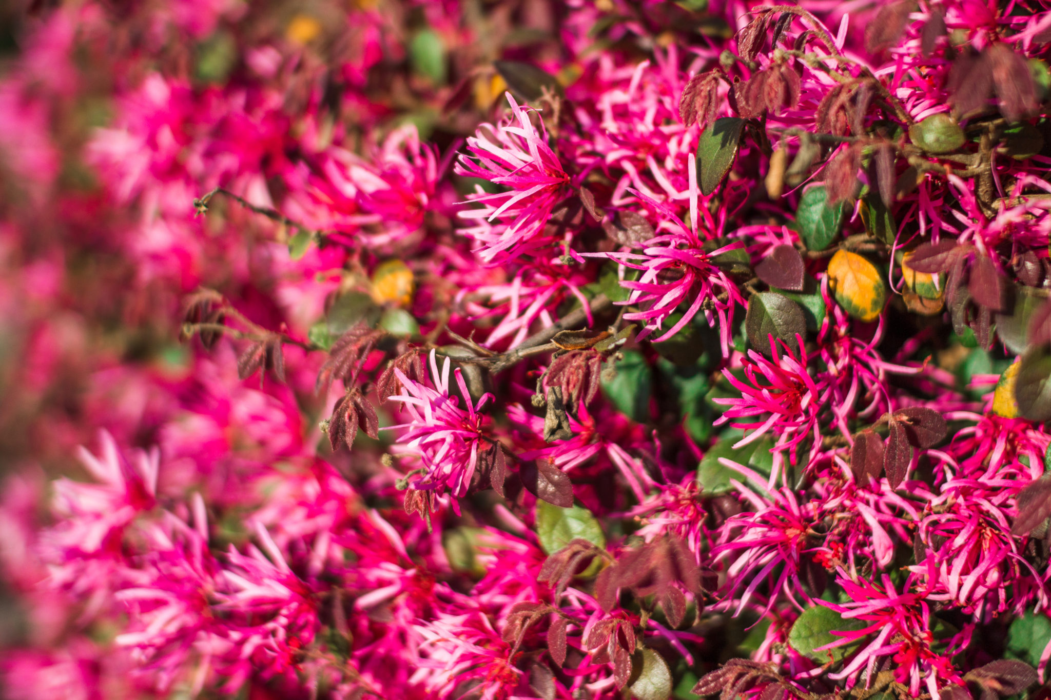Pink beautiful flowers on ornamental shrubs in spring. Pink