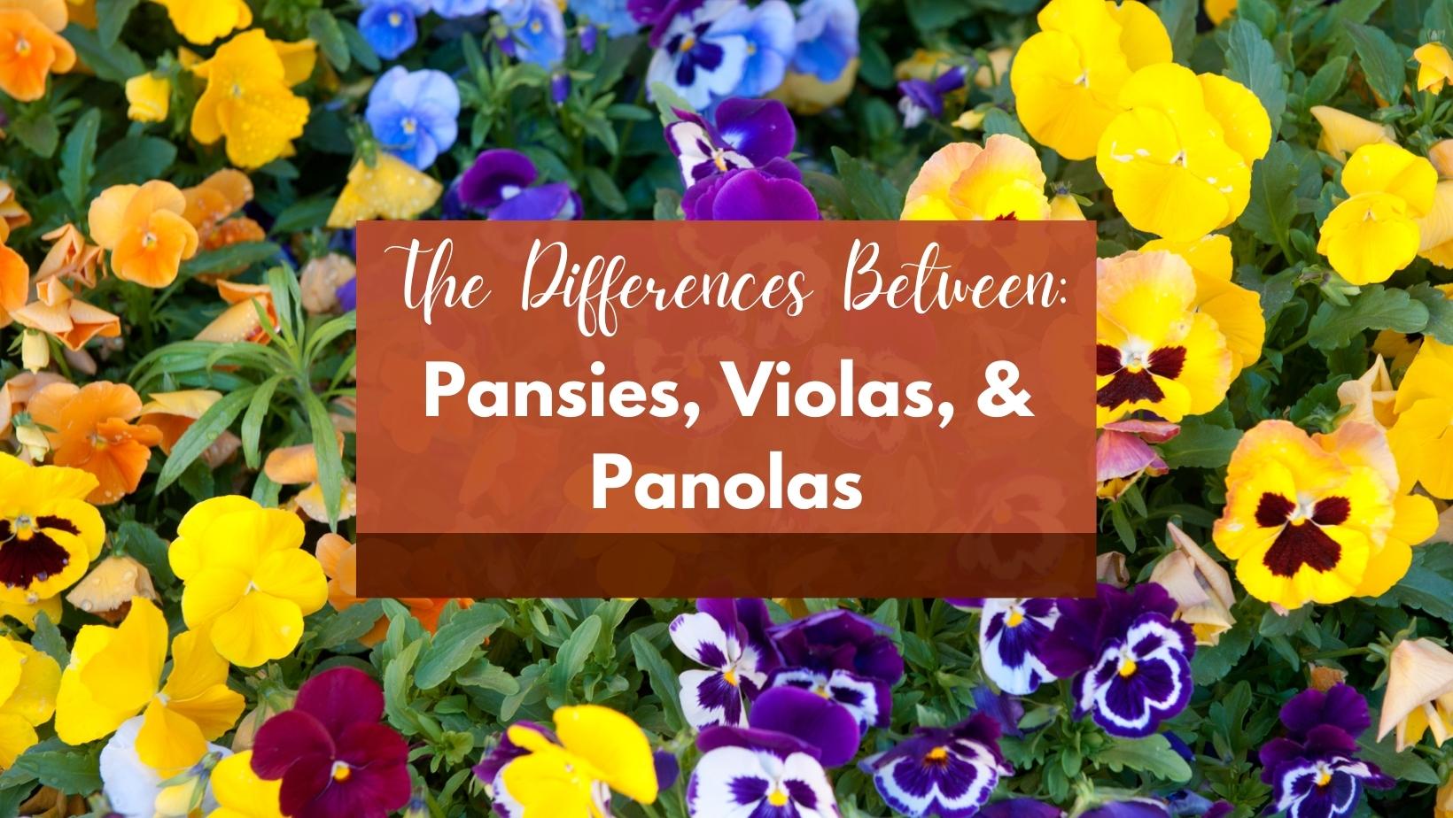 What is the Difference Between Pansies, Violas and Panolas Patuxent