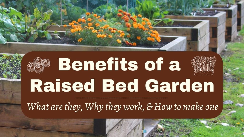 Benefits of a Raised Bed Garden Patuxent Nursery