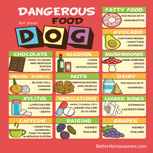 Dangerous Food For Your Dog Debbie Woolard, Realtor®