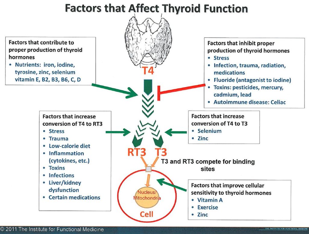 Thyroid Health & Hypothyroid (Part 2) Paula Owens