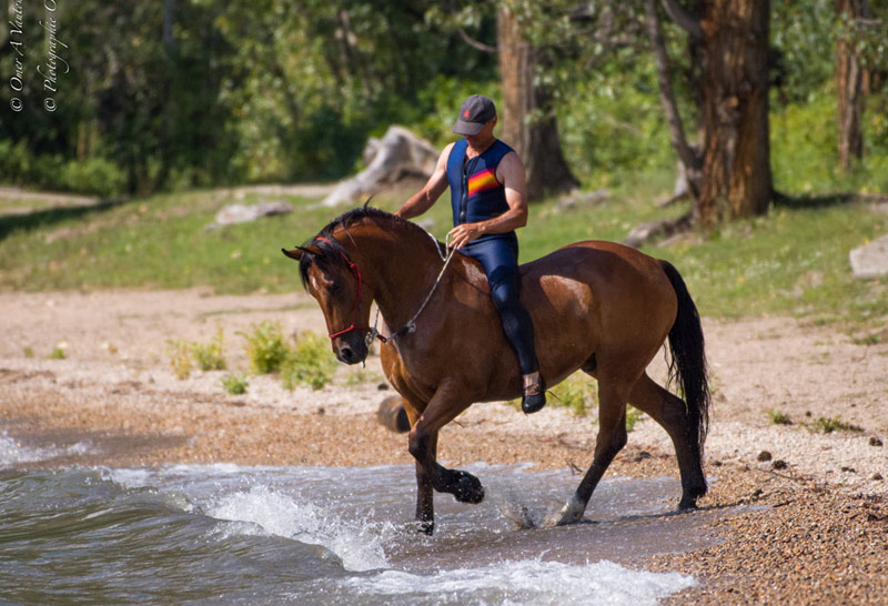 Paul Dufresne Andalusian Horses for Sale, Kelowna, BC