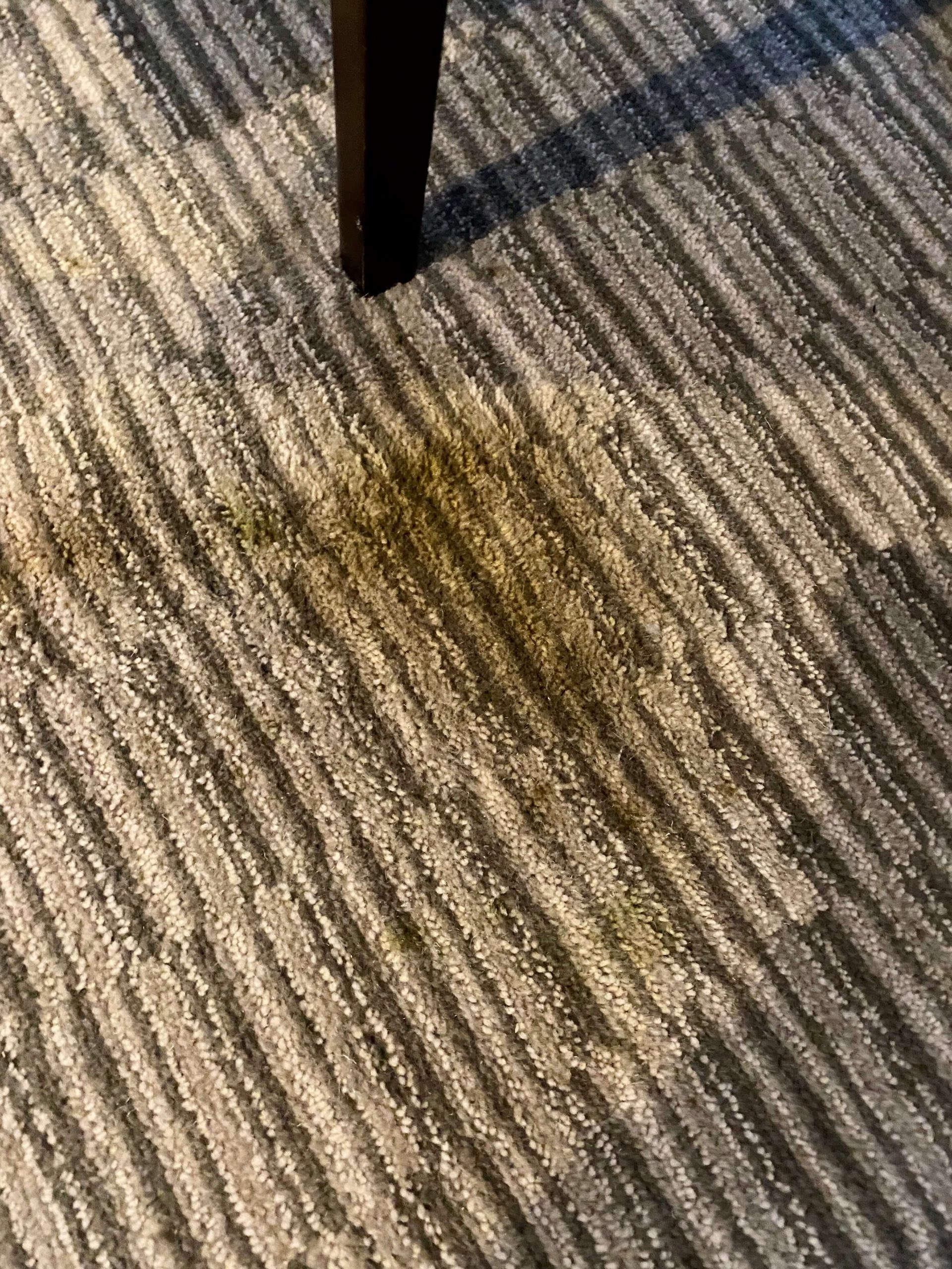 Coffee Stain Removal on Wool Carpet Paul Dyson