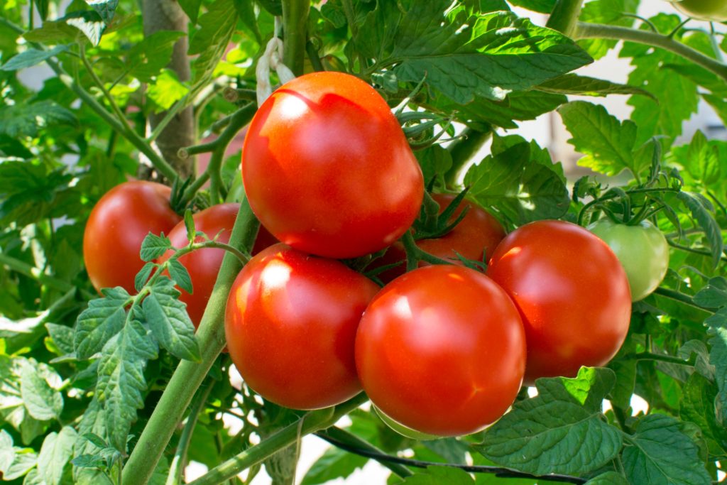 How to Grow Tomatoes Without Soil Paul Formica