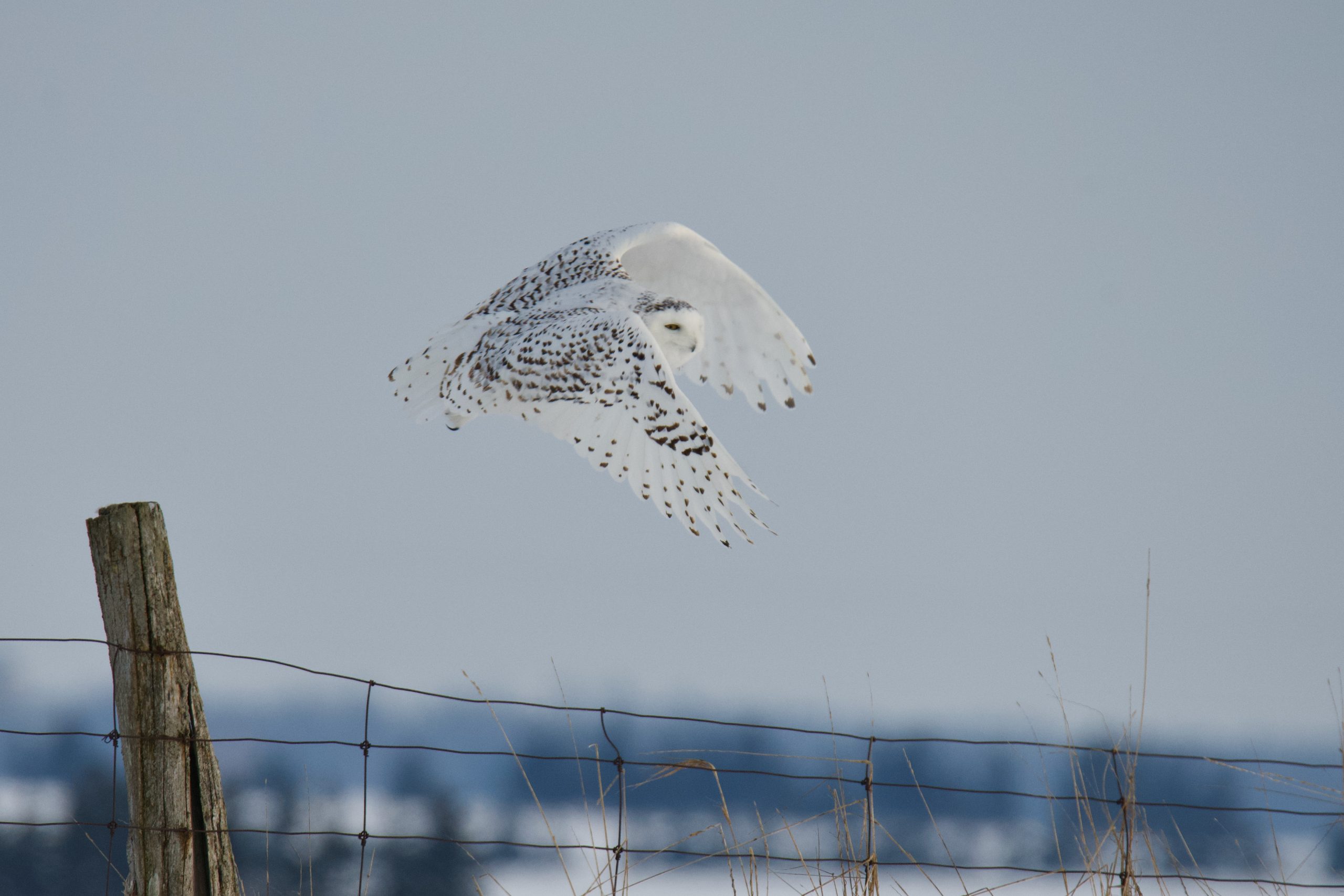 Wildlife Photography Ethics Paul Gains Photography