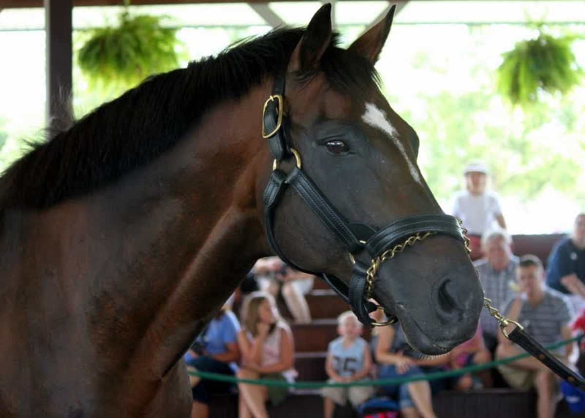 TwoTime Horse of the Year Cigar Dead at 24 Horse Racing News