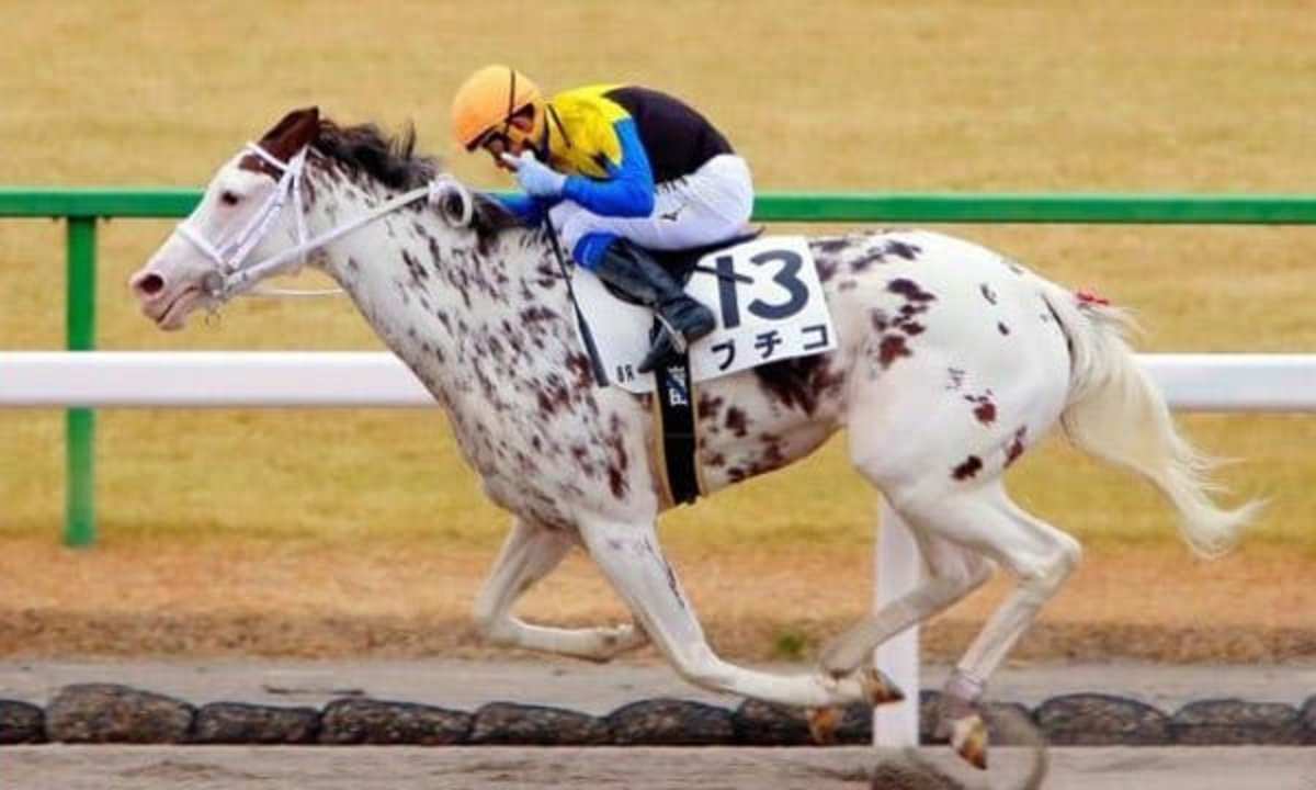 Undefeated White Filly Sodashi Makes Japanese Racing History Horse Racing News Paulick Report