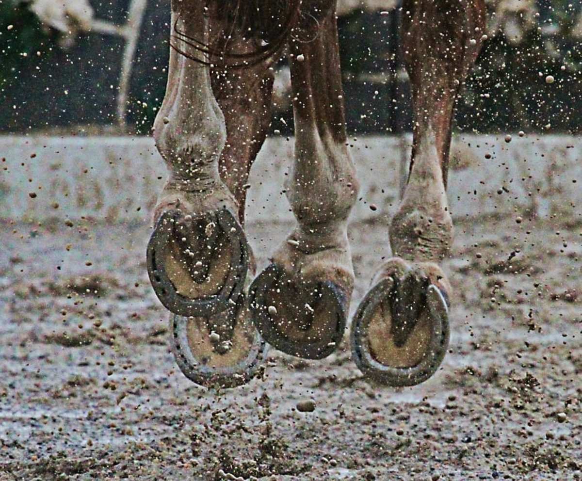 The Modern Age Of Shoeing The Problem Horse Horse Racing News