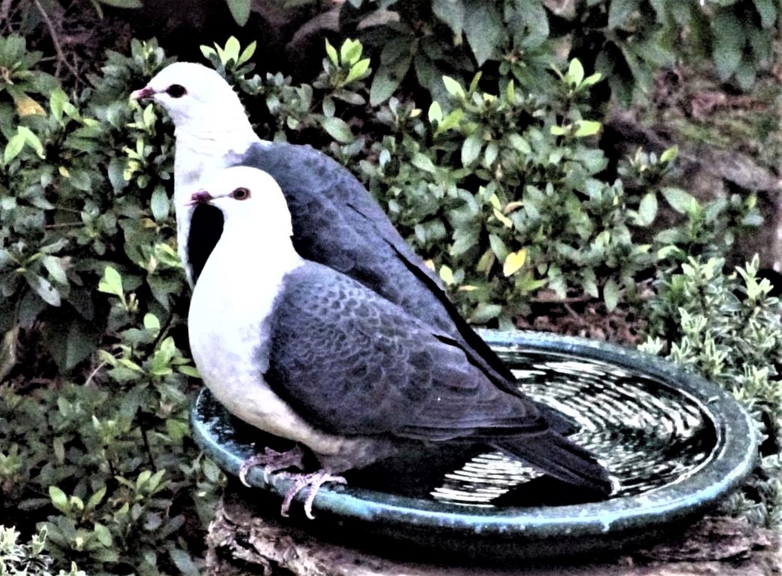 Th White Headed Pigeon will steal your heart.