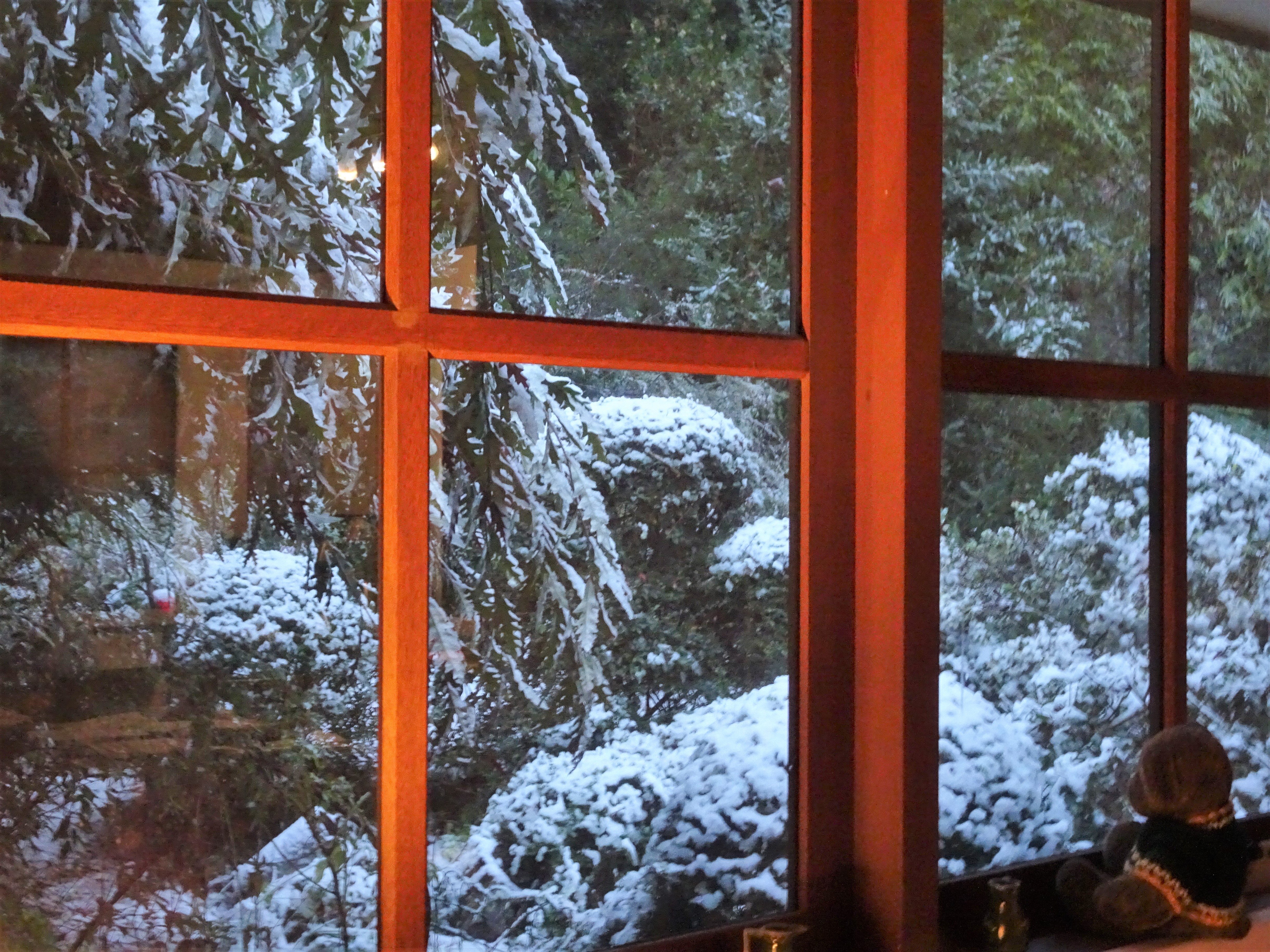 Peering out at the snow in Blackheath.