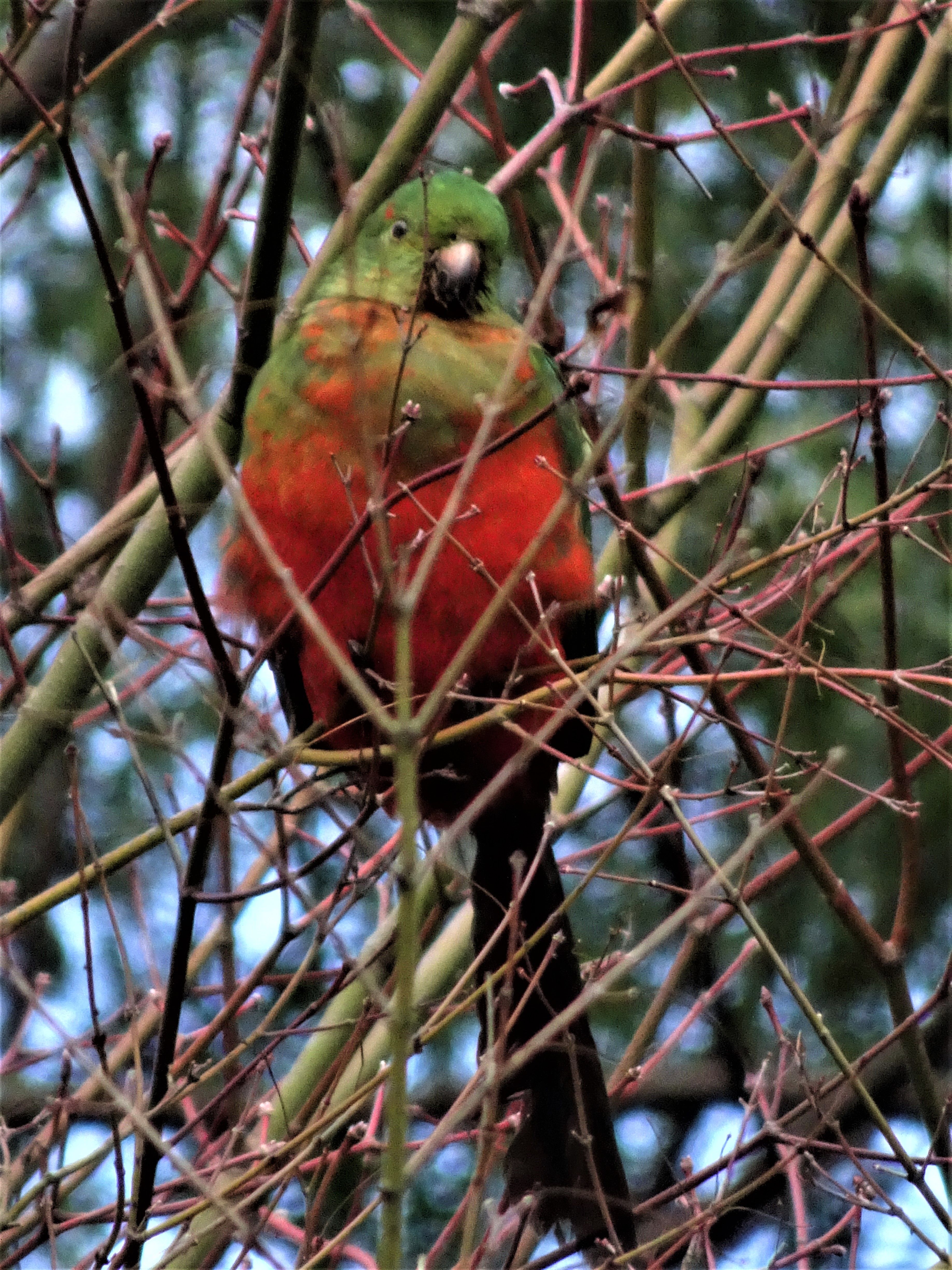 Lonely little king parrot.