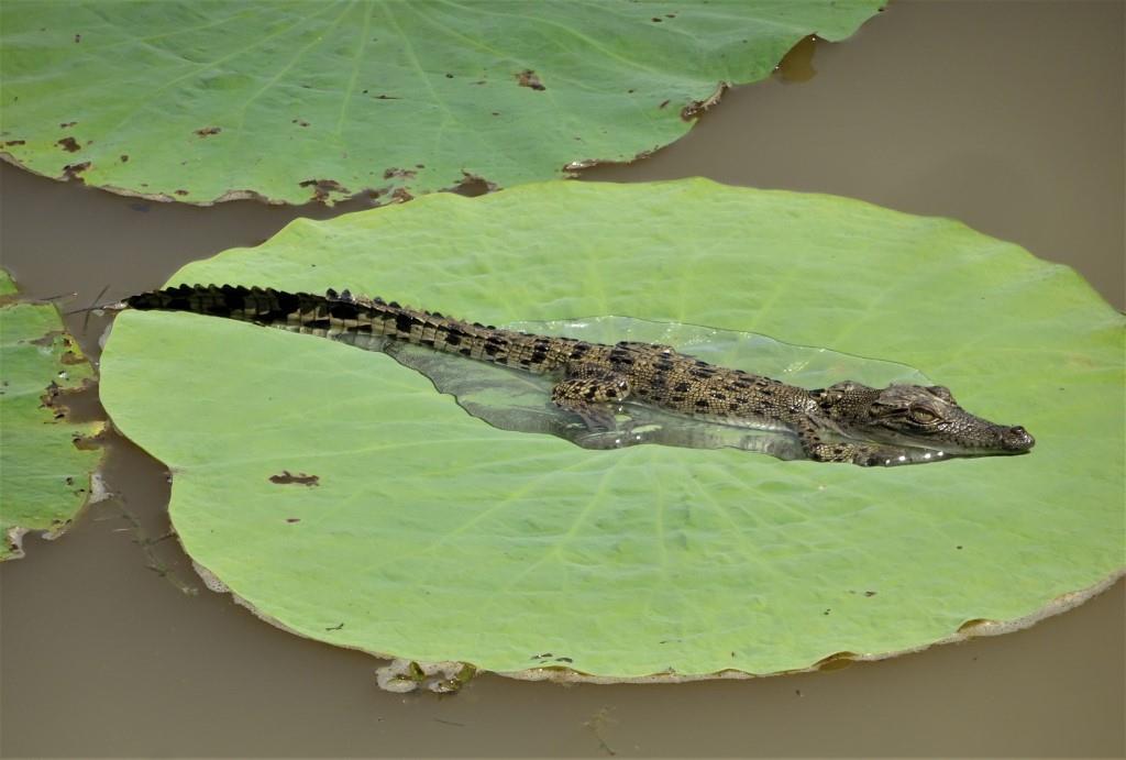 Baby crocodile at Kakadu.