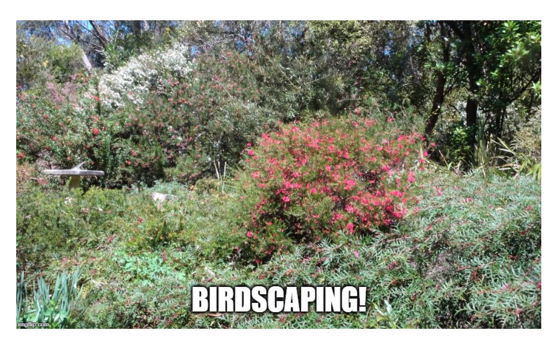 Birdscaping with Australian  native  plants