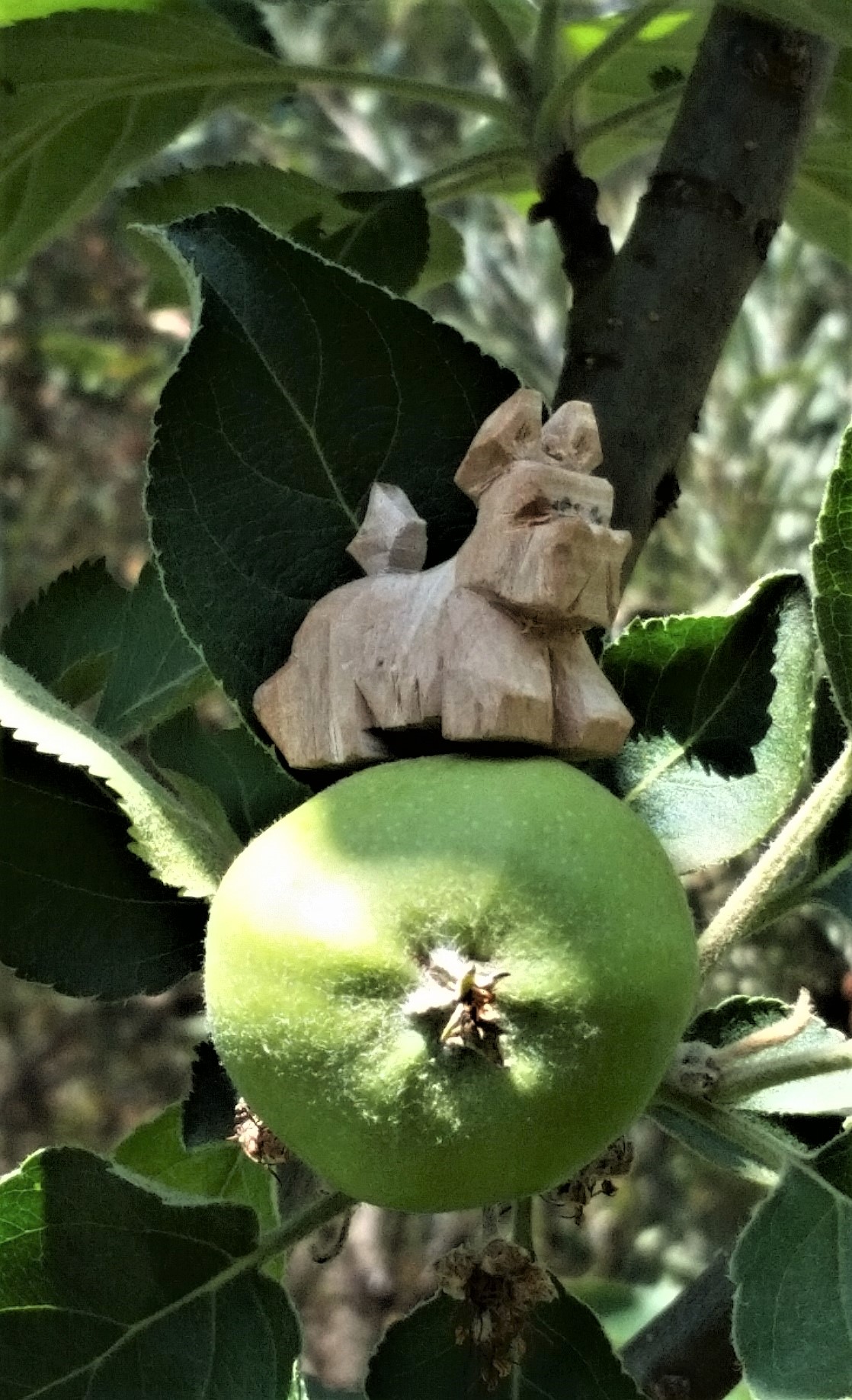 Little dog carved from the wood of orignal apple tree, sitting on the fruit of a descendant graft.