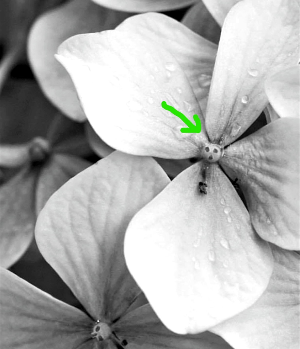 The cut little 'face' that appears in the flowers of hydrangeas.